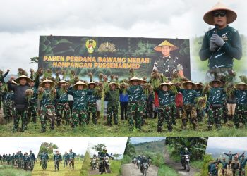 Pussenarmed Panen Bawang Merah